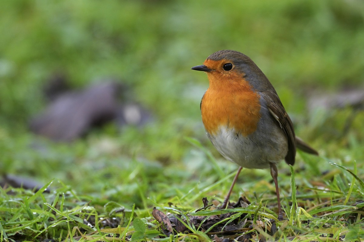 Rouge-gorge.