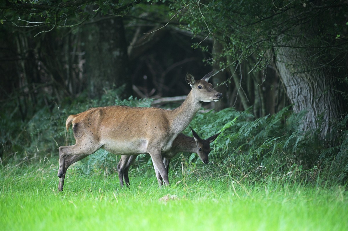 Biche à trois pattes ( connue depuis plusieurs années ).