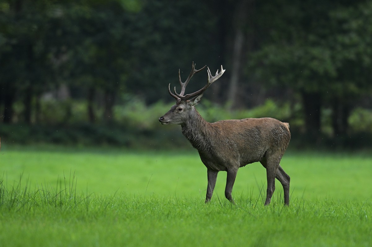 Jeune cerf.