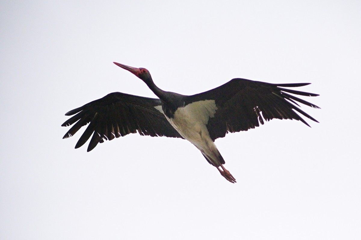 Cigogne noire.