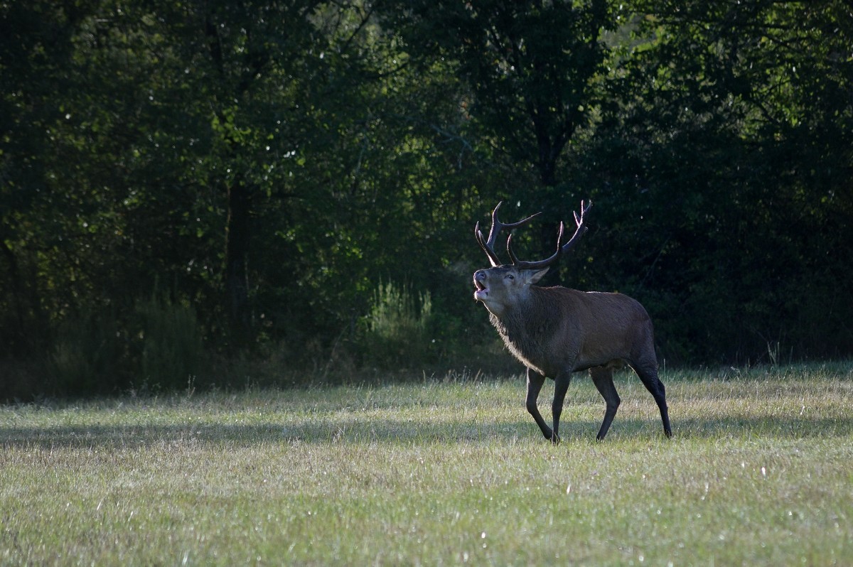 Cerf au brame.