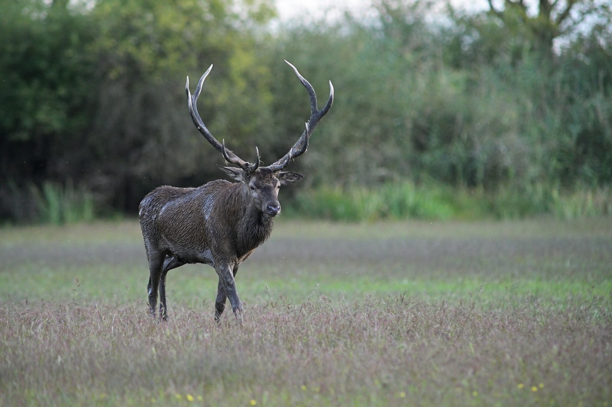 Grand vieux cerf.