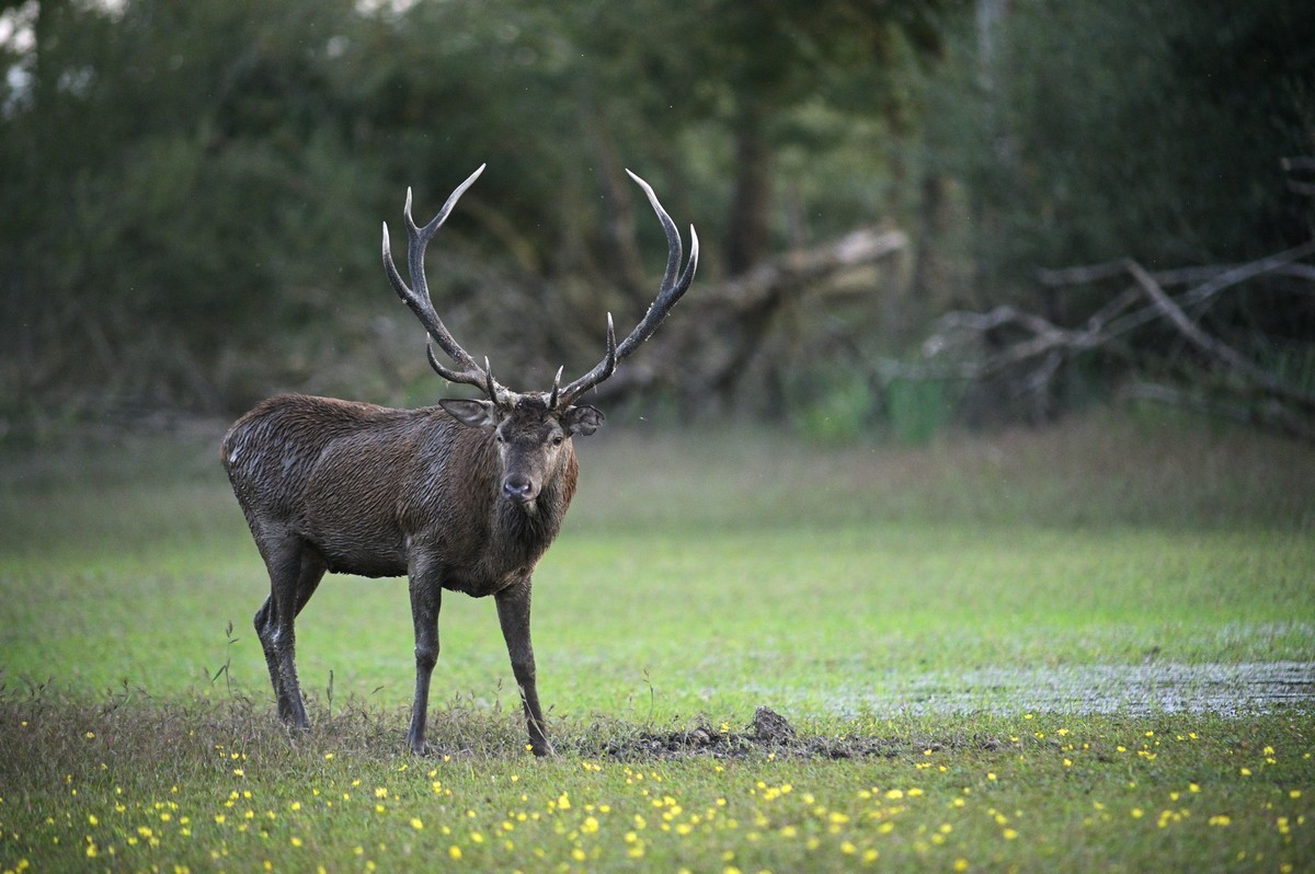 Grand vieux cerf.