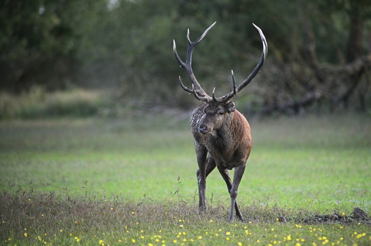 Grand vieux cerf.