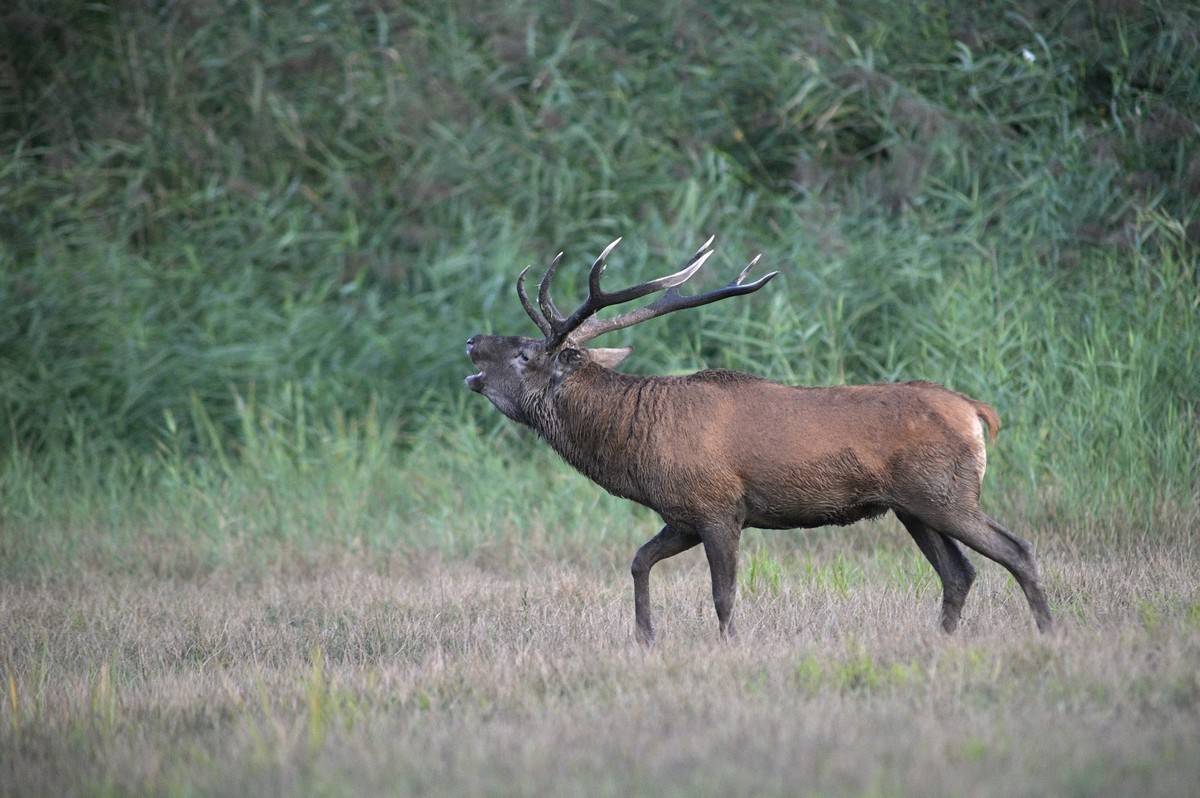 Cerf au brame.