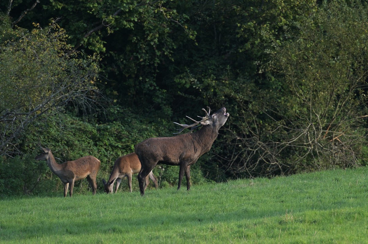 Cerf au brame.