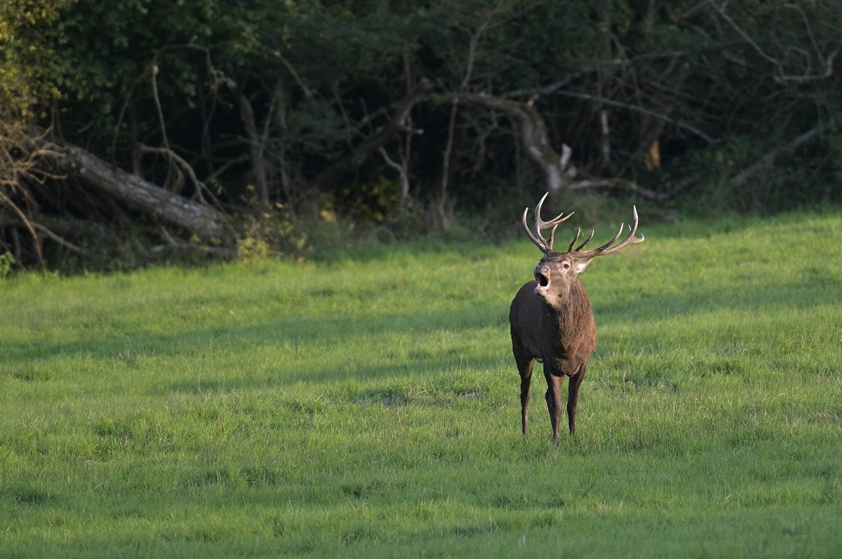 Cerf au brame.