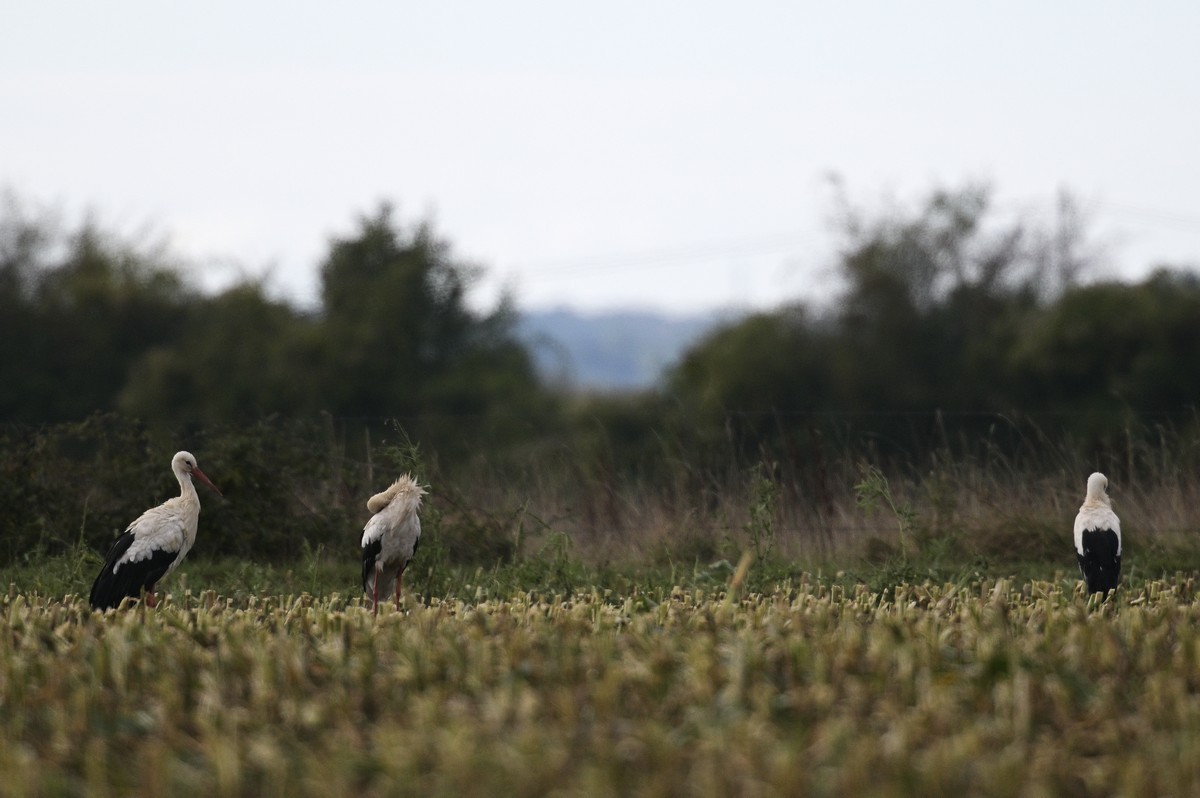 Cigognes se reposant au sol.