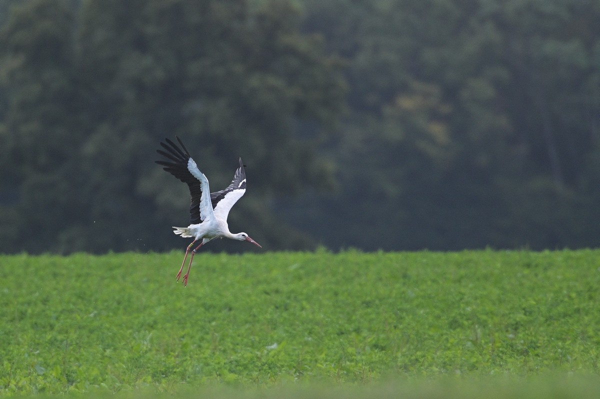 Cigogne baguée en vol.