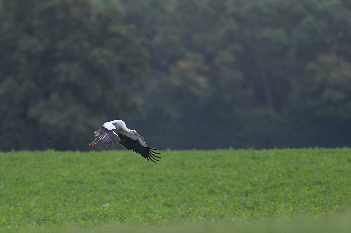 Cigogne baguée en vol.