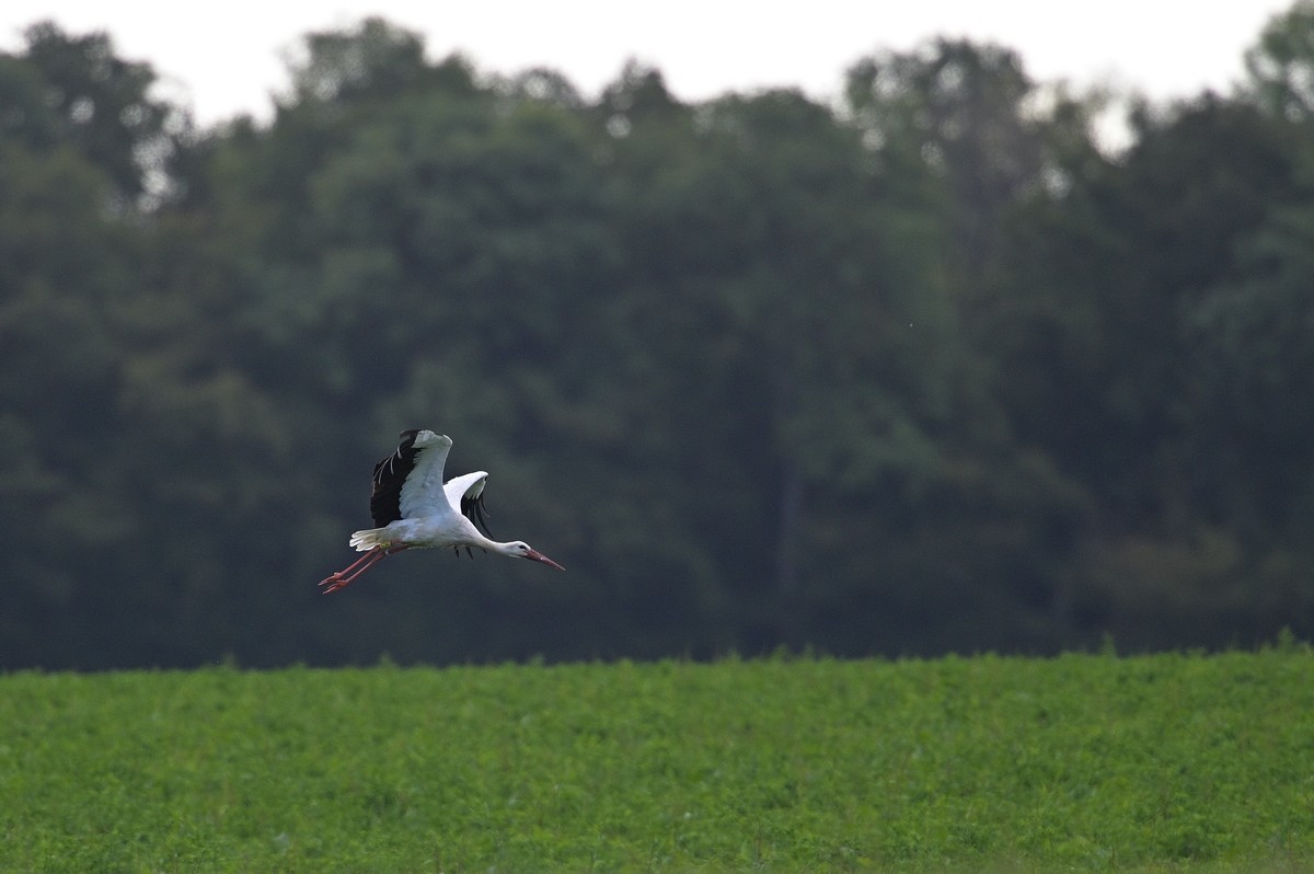 Cigogne baguée en vol.