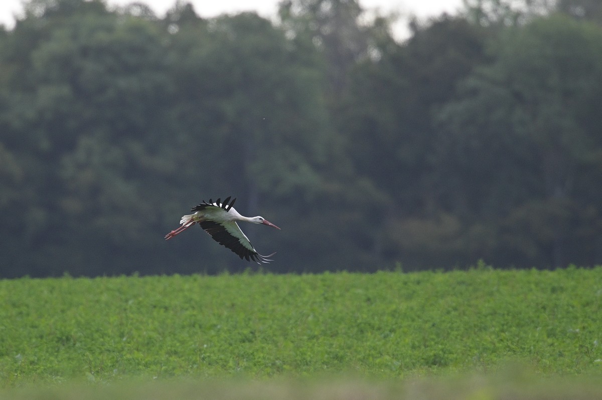 Cigogne baguée en vol. 