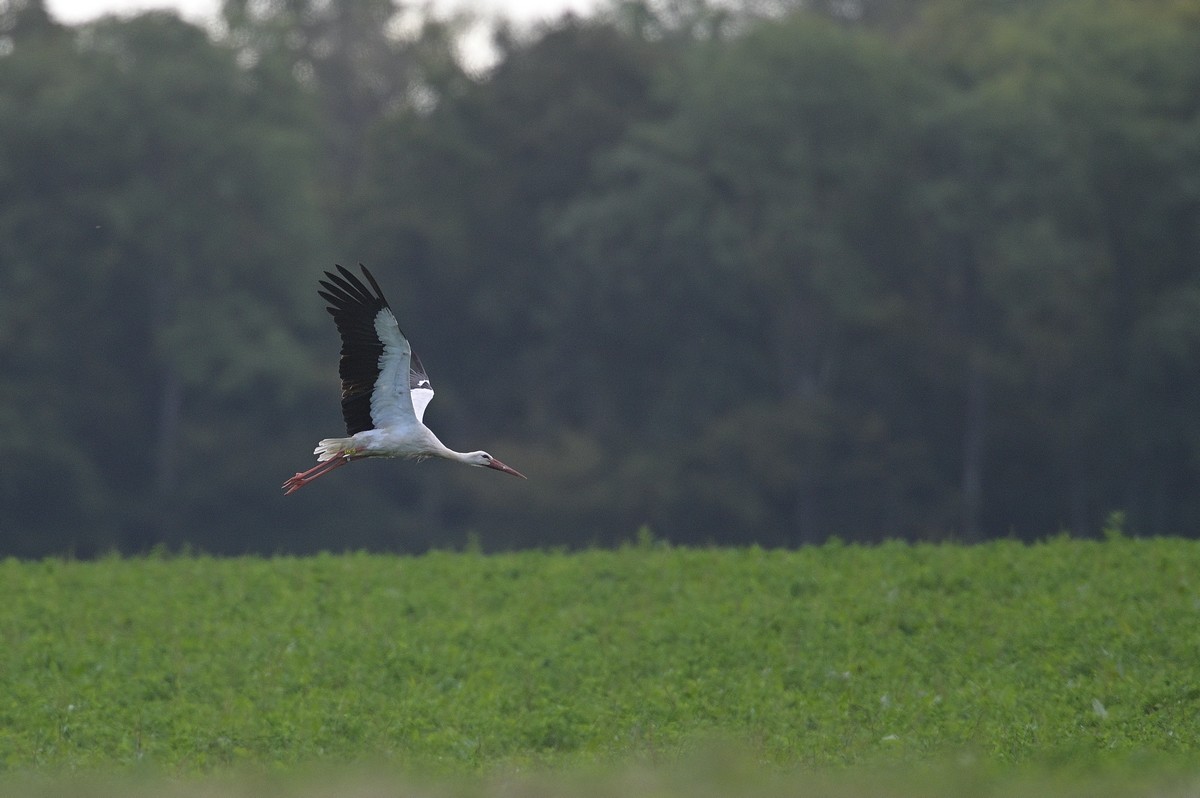 Cigogne baguée en vol.