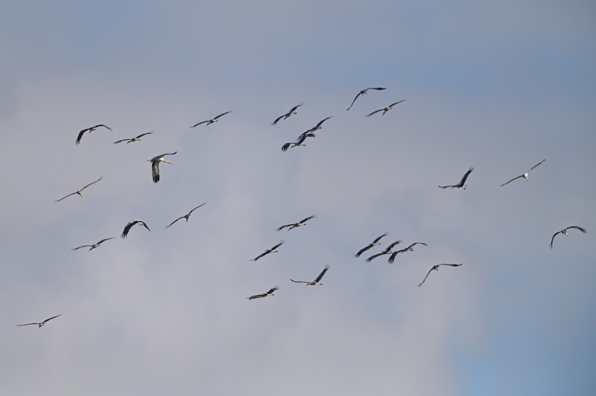 Cigognes dans une ascension thermique.