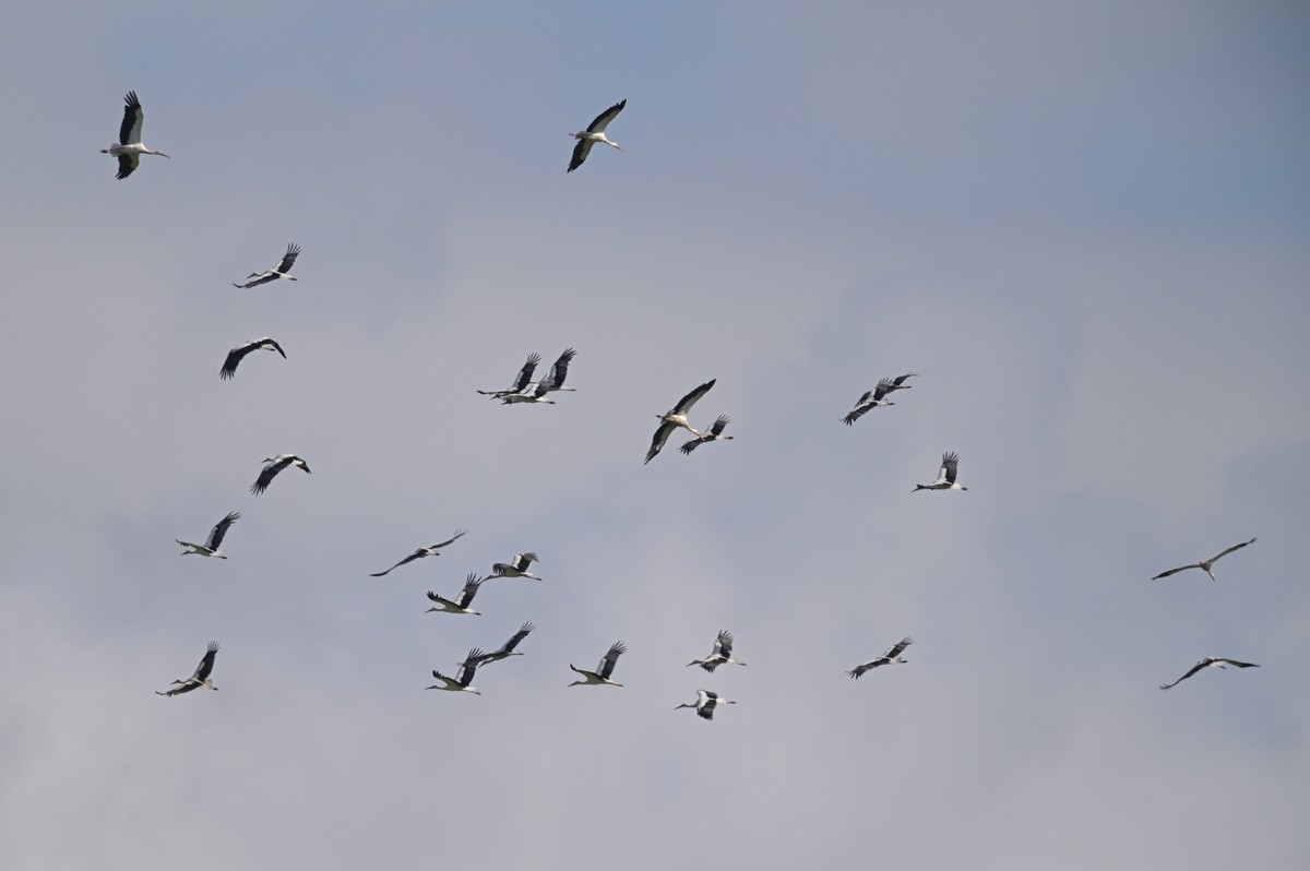 Cigognes dans une ascension thermique.