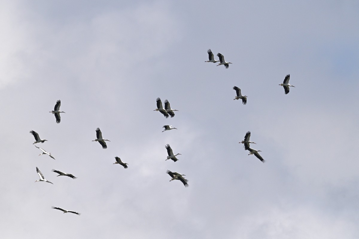 Cigognes dans une ascension thermique.