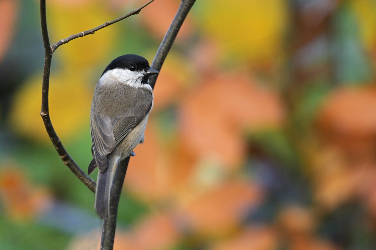 Mésange nonette.