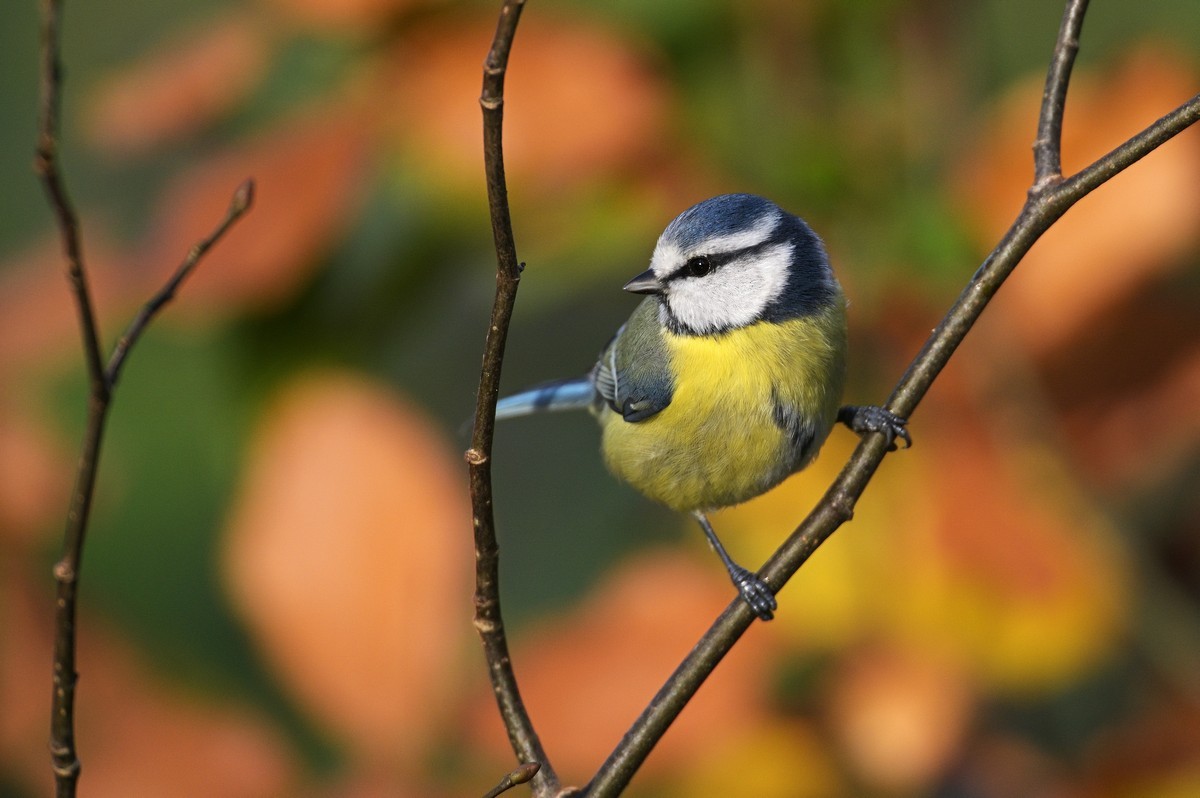 Mésange bleue.