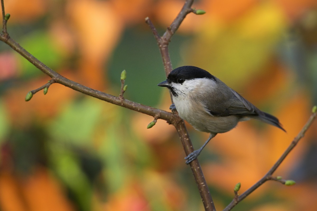 Mésange nonette.