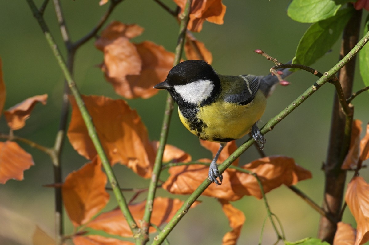 Mésange charbonnière femelle.