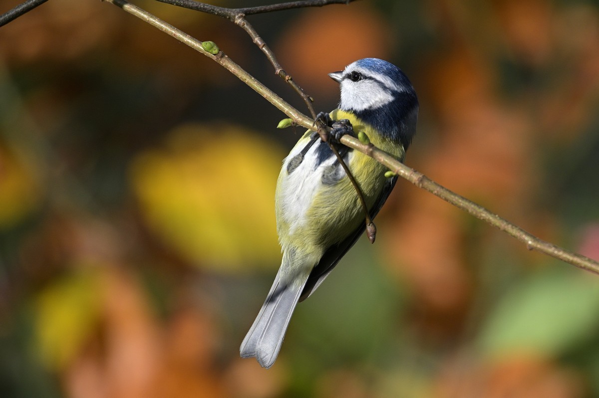 Mésange bleue.