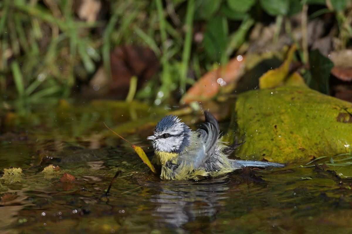 Mésange bleue au bain.