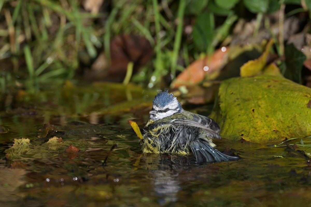 Mésange bleue au bain.