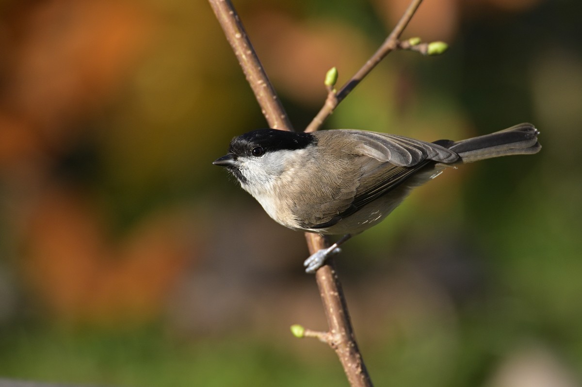 Mésange nonette.