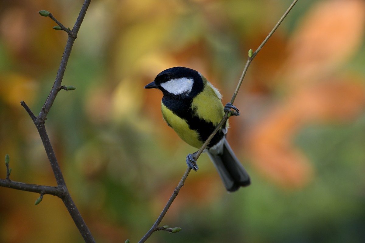 Mésange charbonnière mâle.