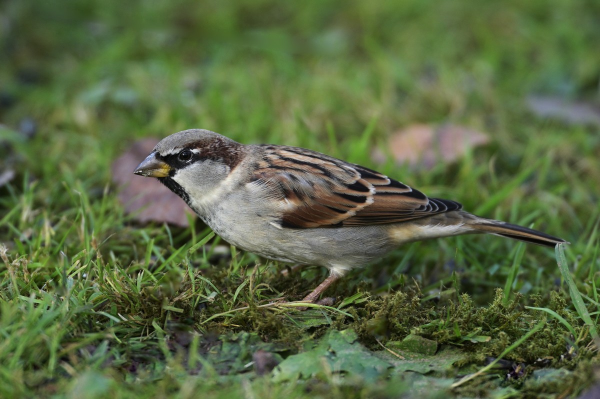 Moineau domestique mâle.