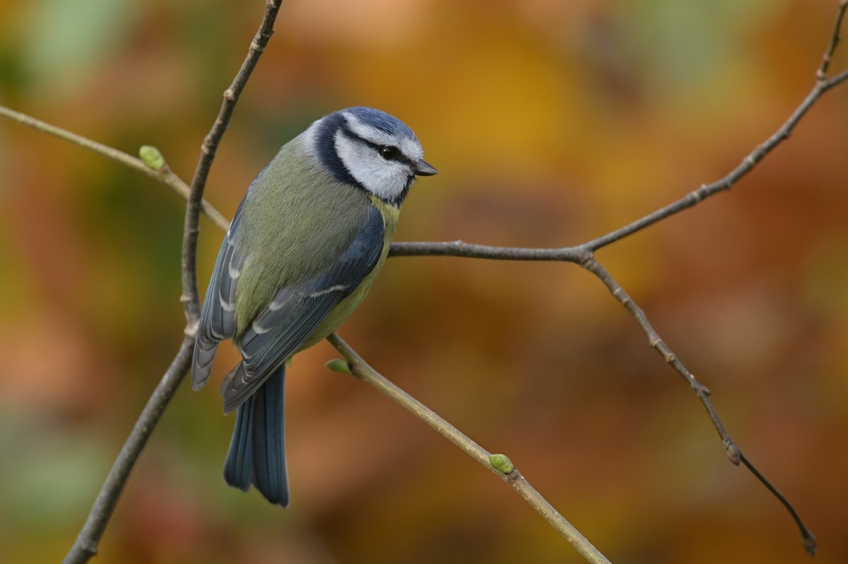 Mésange bleue.