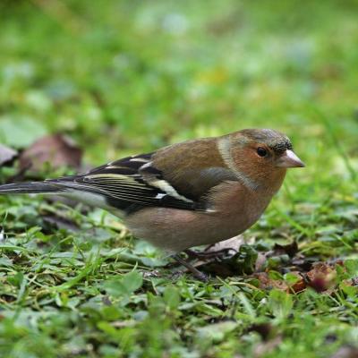 Les oiseaux des jardins.