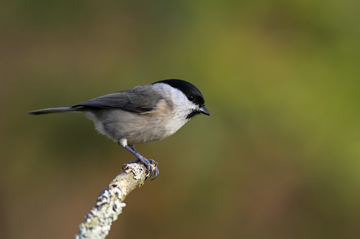 Mésange nonette.