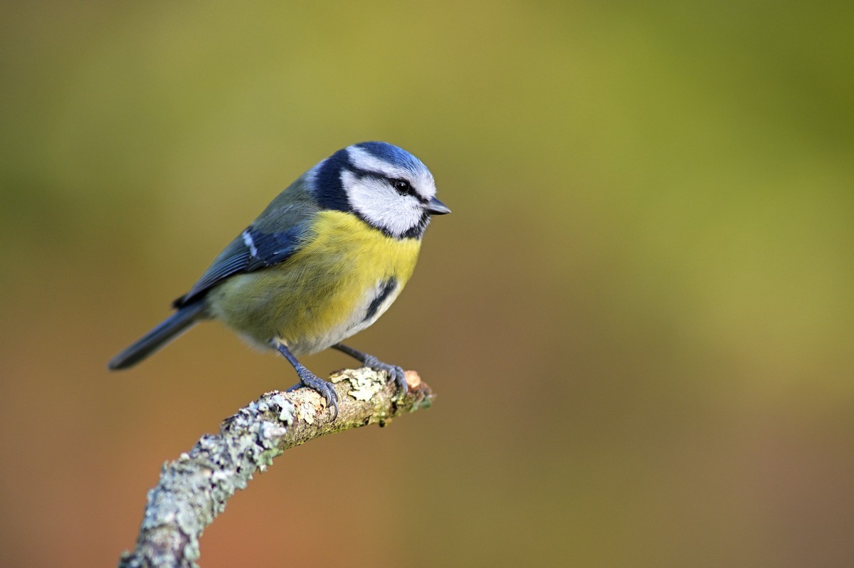 Mésange bleue.